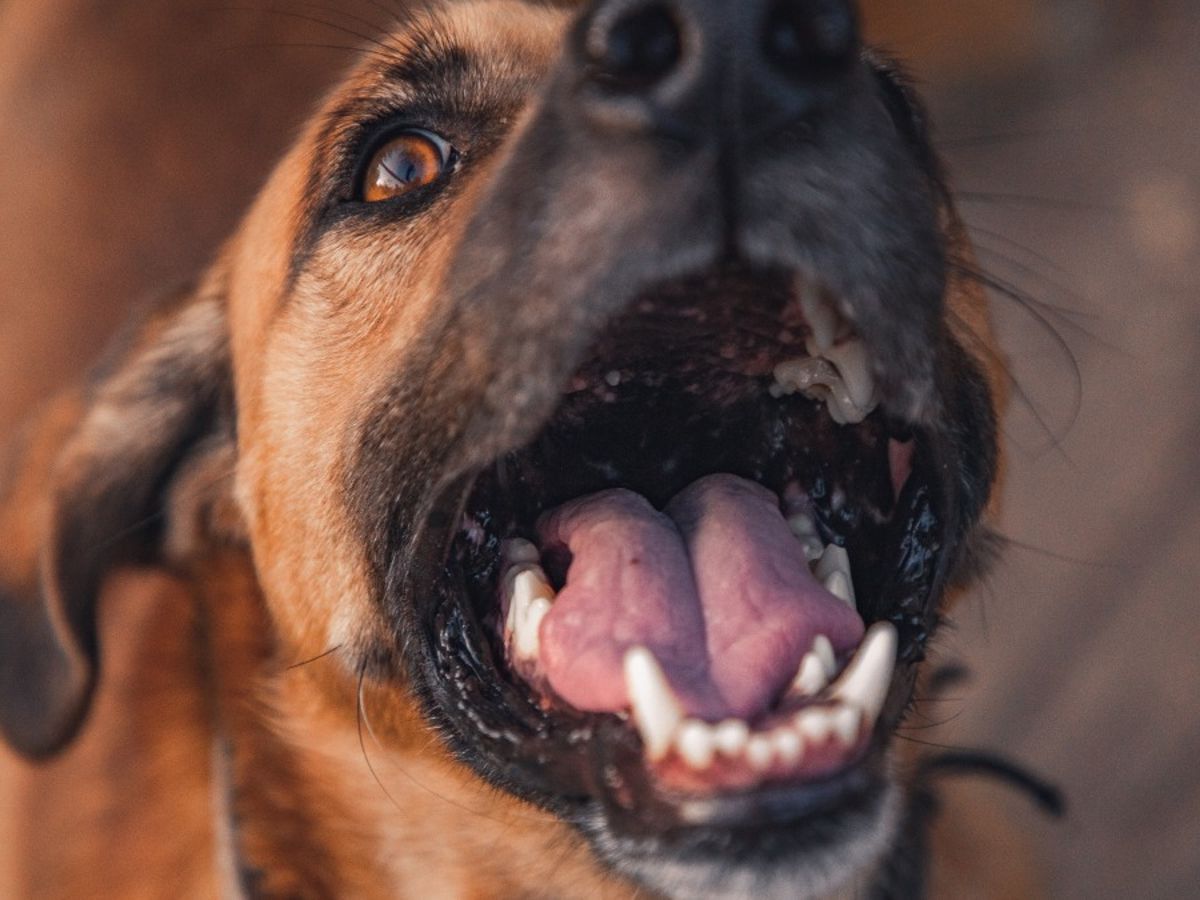 Epuliden bei Hunden: Alles ber Ursachen und Behandlung