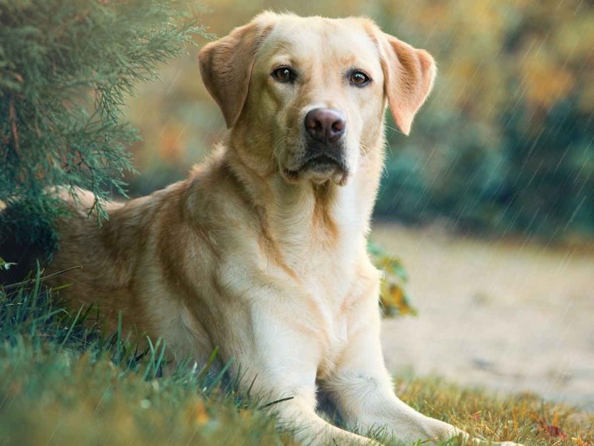 Lebenserwartung von Labrador Mischlingen: Wie alt werden sie?