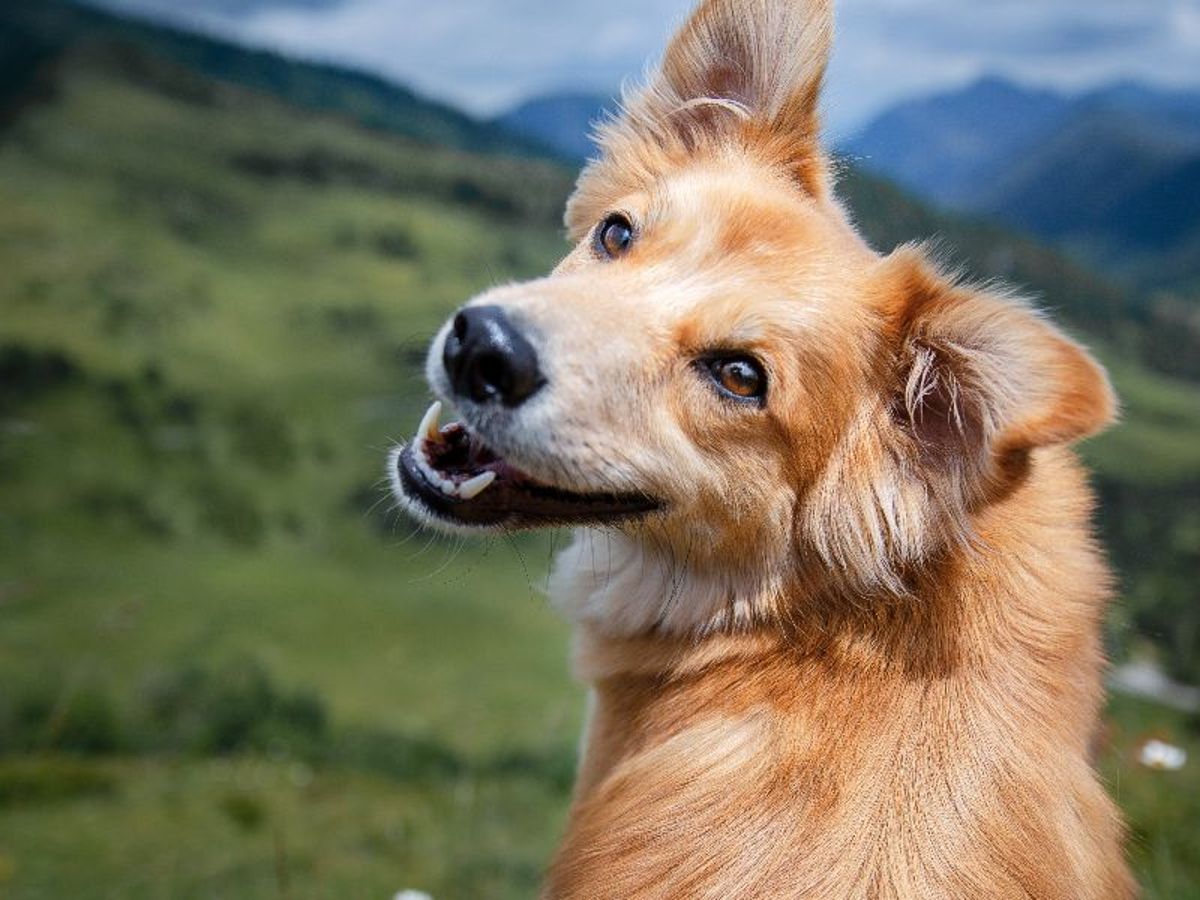 Glcklicher Hund: So zeigt er seine Zufriedenheit