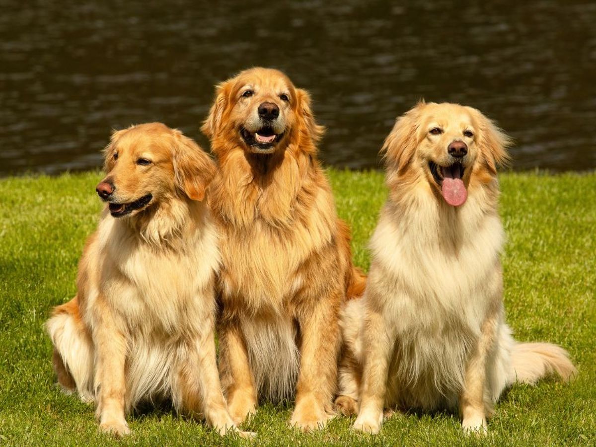 Débardeur Chien Golden Retriever Mignon - Léger Et Confortable Pour Les Amoureux Des Chiots