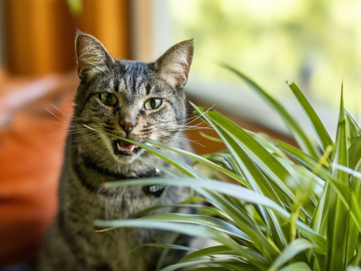 Grnlilie: Giftig fr Katzen oder nicht?
