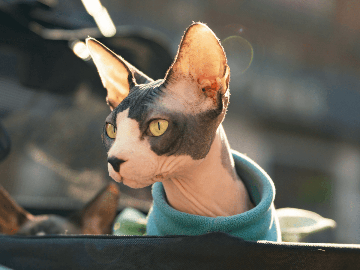 Sphynx Cat Health Issues: Essential Care Tips