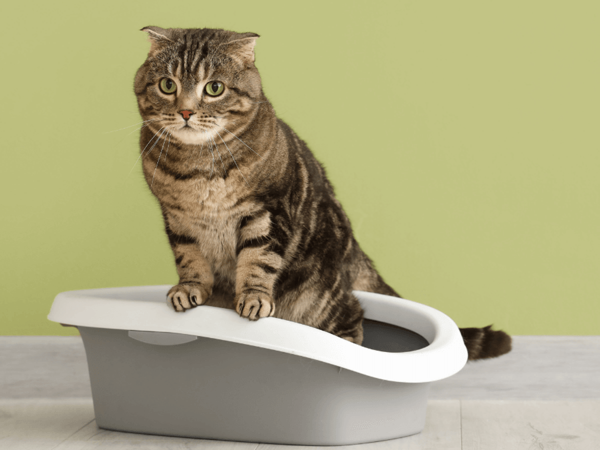 How to Get a Cat Urine Sample at Home: Easy & Stress-Free Tips