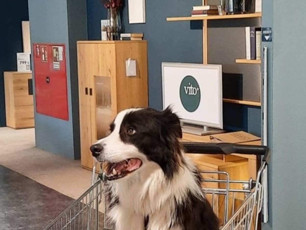 In welchem Möbelhaus sind Hunde erlaubt?