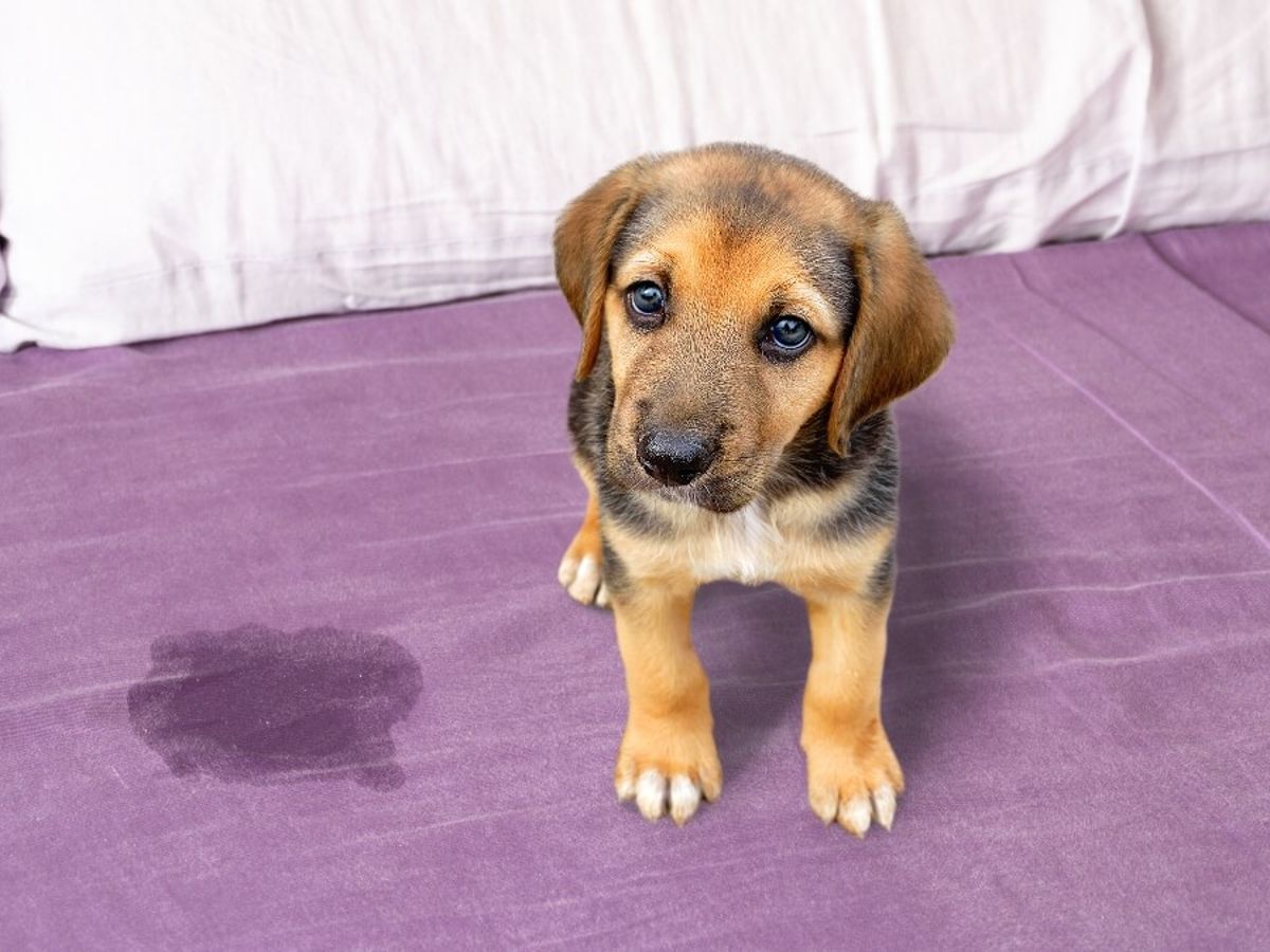 Hund pinkelt ins Bett: Warum und was tun?