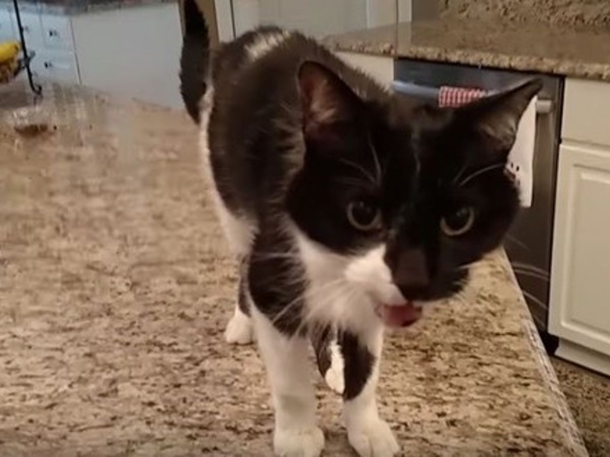 Ce Chat Est Devenu Une Star Du Web Grace A Son Miaulement Tres Grave