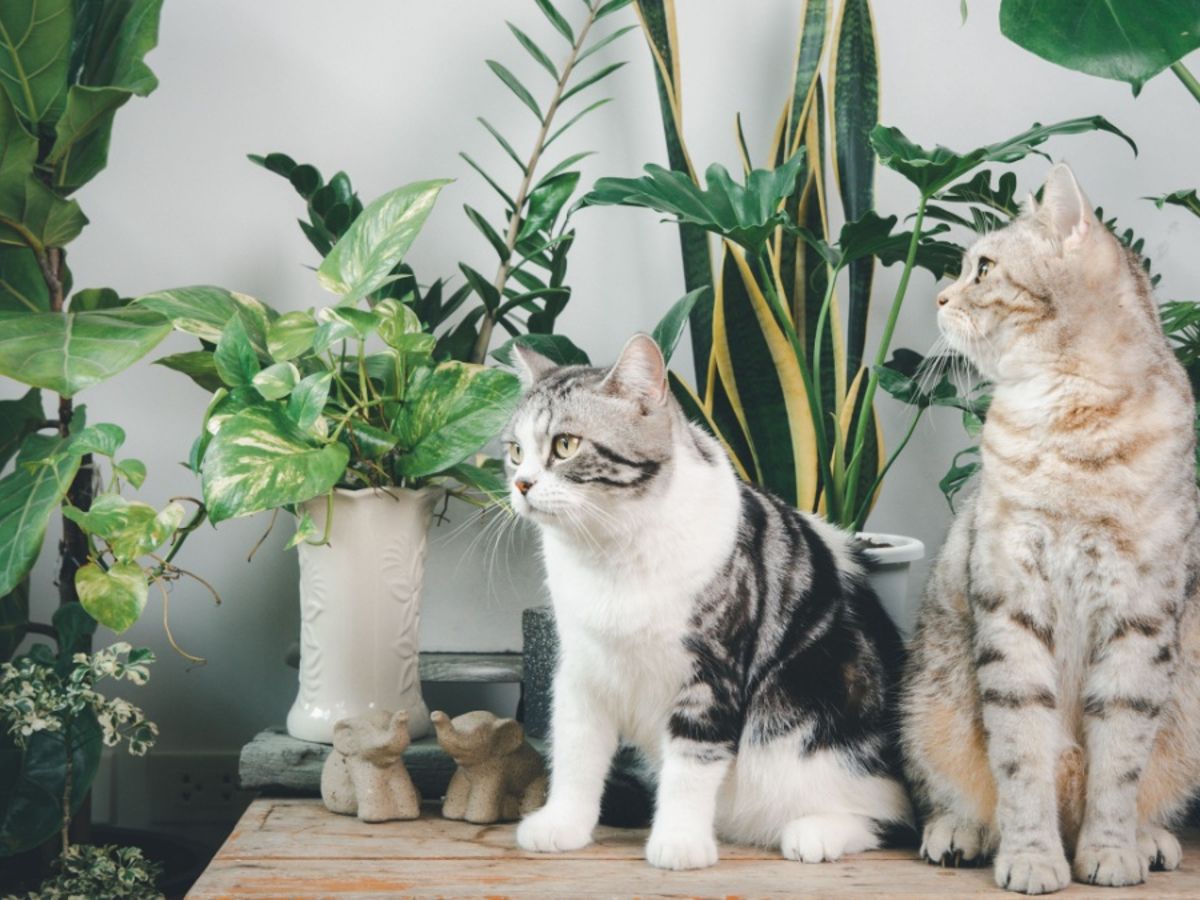 Monstera: Giftig fr Katzen oder harmlos?