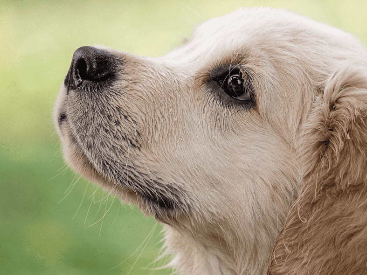 La melena nel cane: un sintomo e mille cause! Parola al veterinario