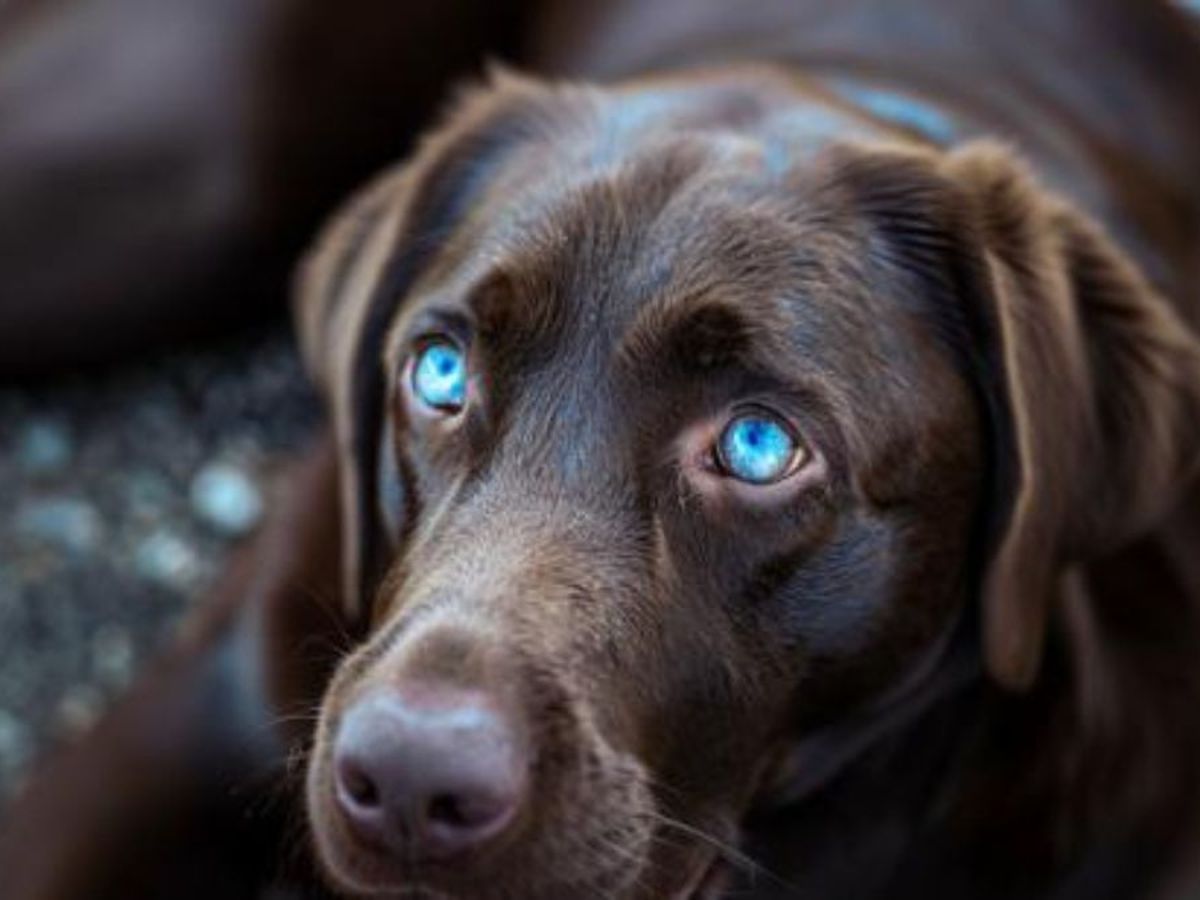 cómo puedo saber de qué color es mi cachorro labrador