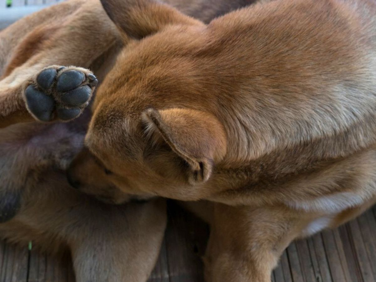 Mi perro se lame mucho el pene: posibles síntomas y peligros detrás de este  comportamiento