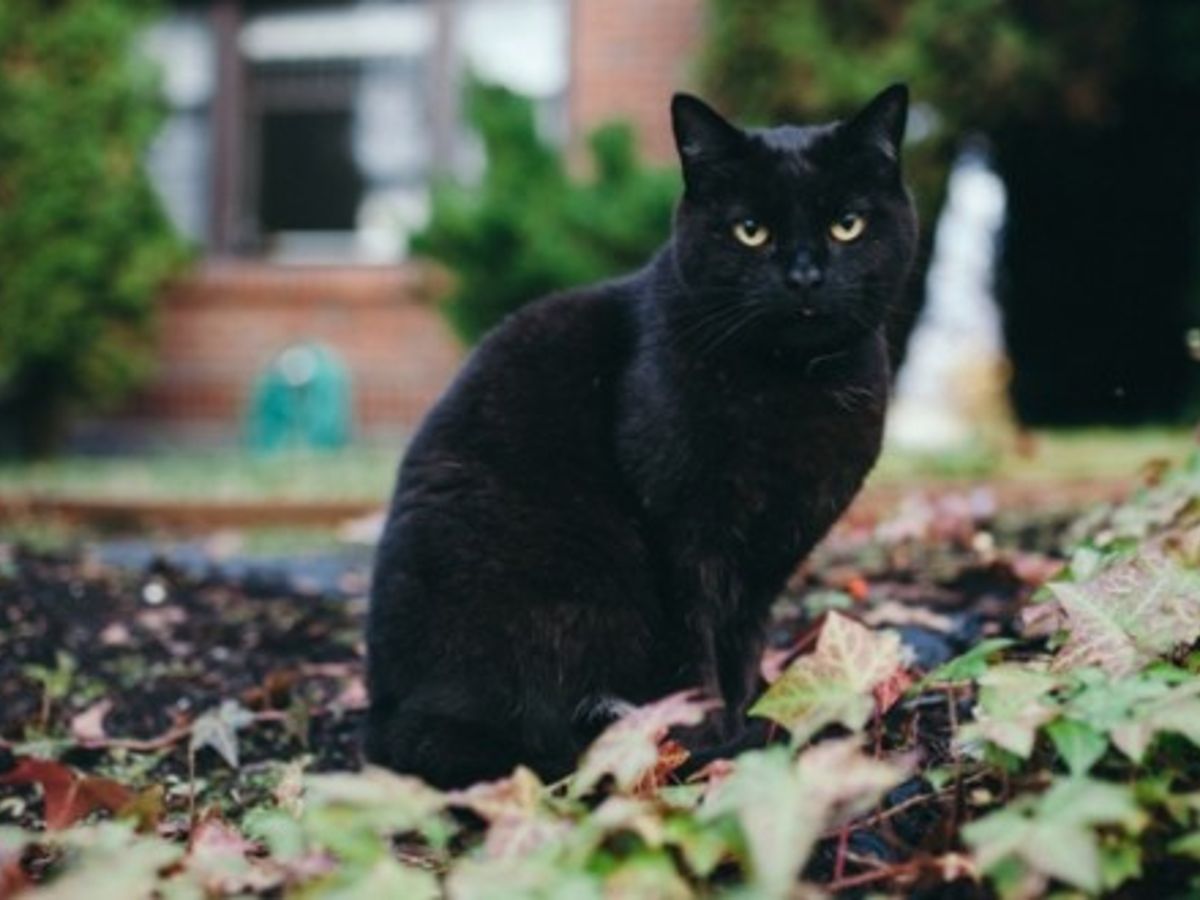 Sabrina Sur Netflix Voici Pourquoi Salem Le Chat Noir Ne Parle Pas Sabrina Sur Netflix Voici Pourquoi Salem Le Chat Noir Ne Parle Pas