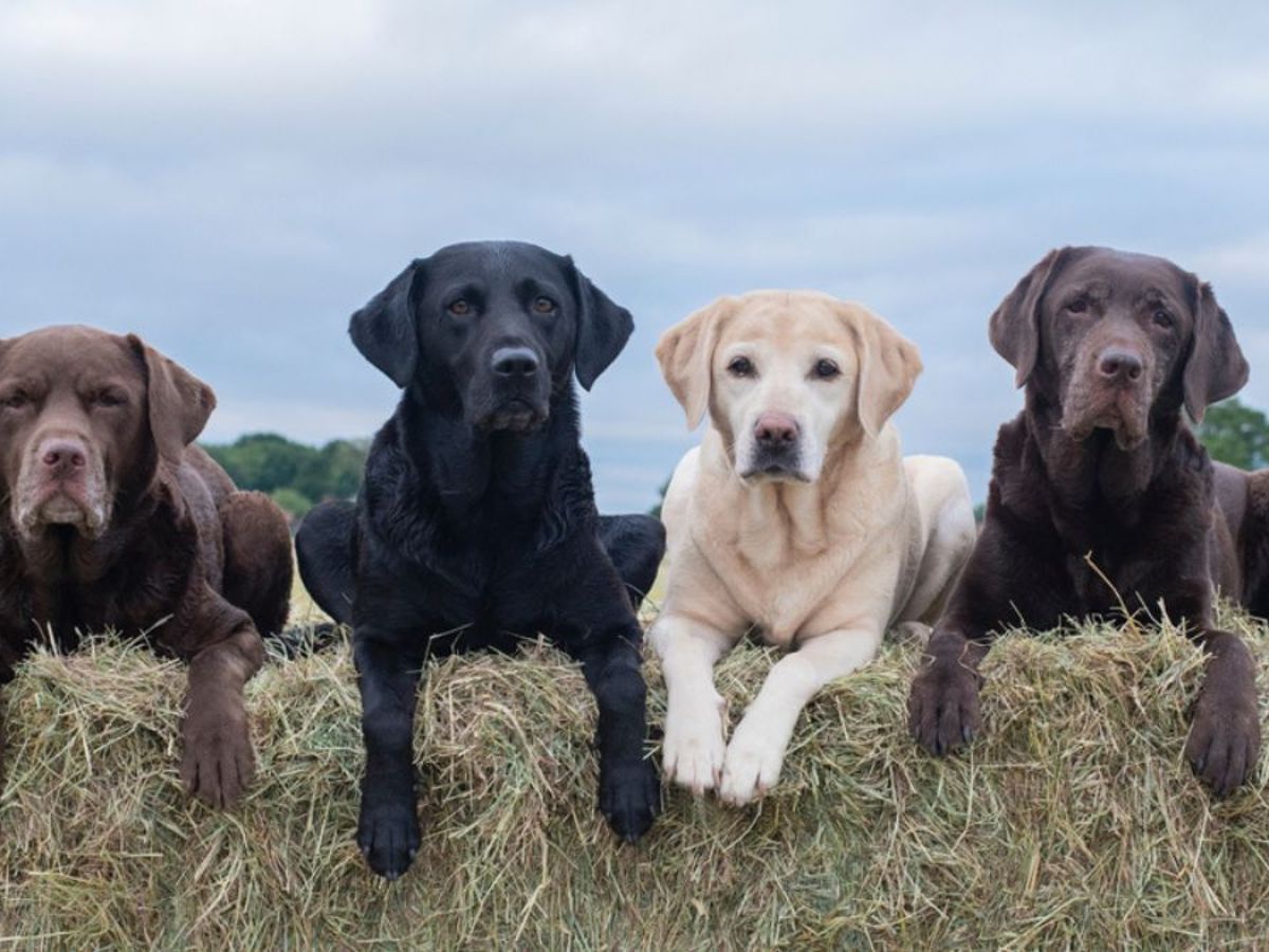 son amigables los labradores