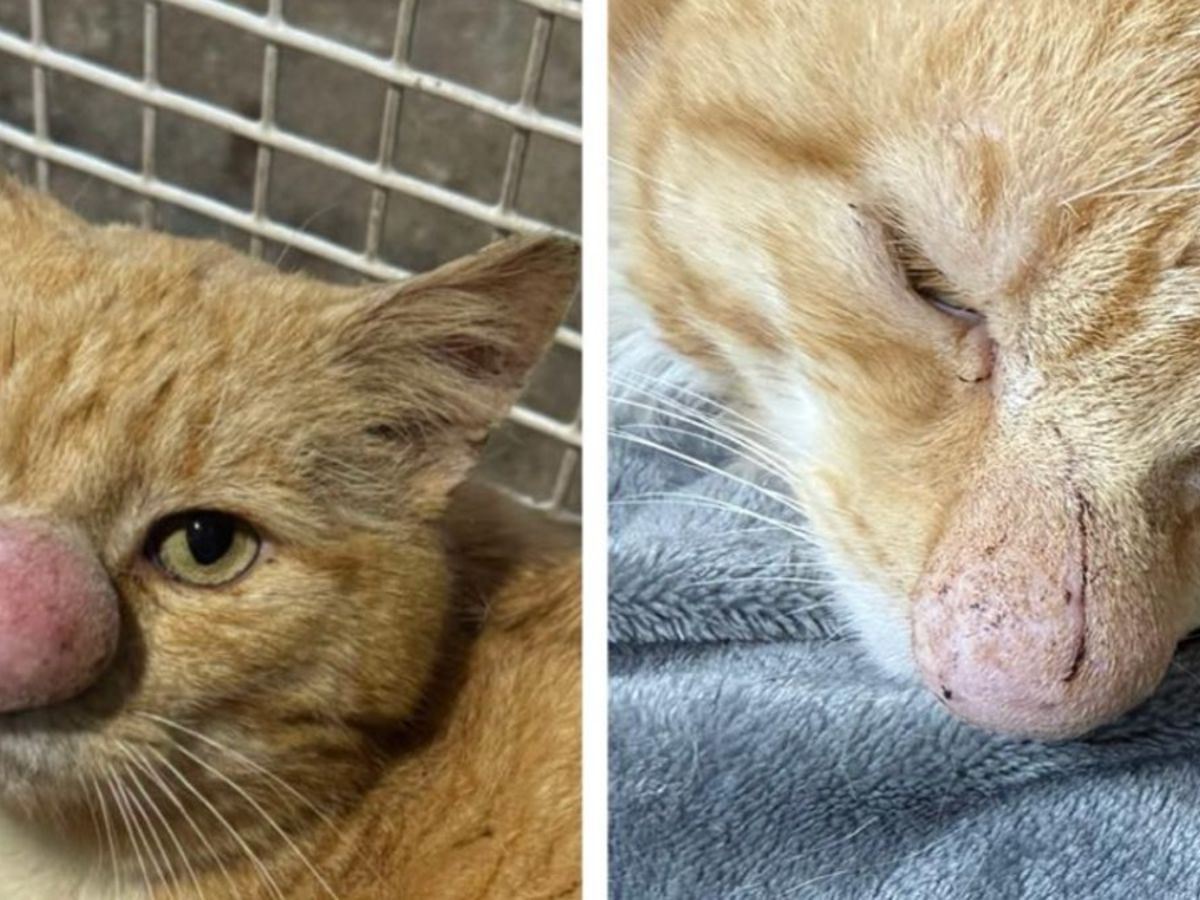 Ce chat au nez énorme avait été abandonné : un an plus tard, les  vétérinaires tiennent enfin la vérité