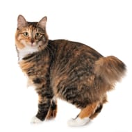 Kurilian Bobtail