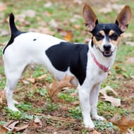 Rat Terrier