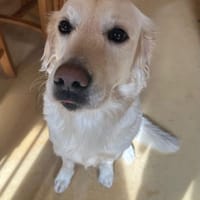 Nola, teefjes ter adoptie