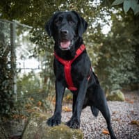 Bipp, altijd klaar voor een nieuw avontuur, reutjes ter adoptie