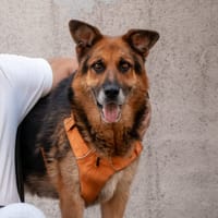 Jamie, reutjes ter adoptie