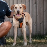 Lucky, reutjes ter adoptie