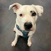 Tijn, reutjes ter adoptie