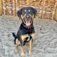Sjoet, reutjes ter adoptie
