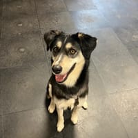 Nina, teefjes ter adoptie