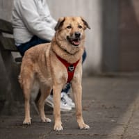 Kyon, reutjes ter adoptie