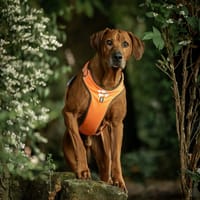Dozer, onze grote knuffelbeer, reutjes ter adoptie