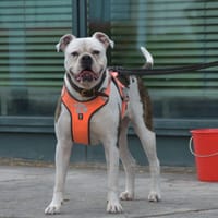 Bailey, reutjes ter adoptie