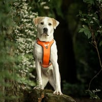 Flakey, groot van postuur maar klein van hart, teefjes ter adoptie