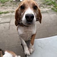 Rio, reutjes ter adoptie