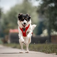 Patrik, reutjes ter adoptie