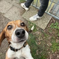 Charlie, reutjes ter adoptie