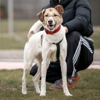 Joey, reutjes ter adoptie