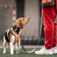 Crunch, reutjes ter adoptie