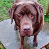 Stef, reutjes ter adoptie