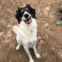 Patrik, reutjes ter adoptie