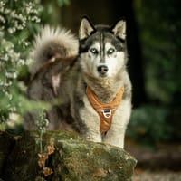 Akira, reutjes ter adoptie