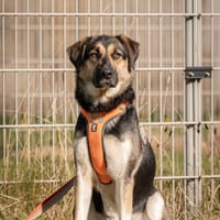 Aspi, teefjes ter adoptie