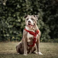 Lima, goed zoals ze is, teefjes ter adoptie
