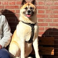 Belle, teefjes ter adoptie
