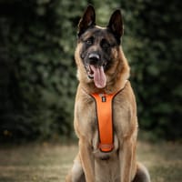 Sambo, sterk van lijf, zacht van karakter, reutjes ter adoptie