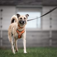Snoop, reutjes ter adoptie