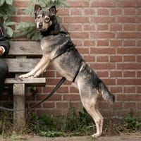 Steffie, teefjes ter adoptie