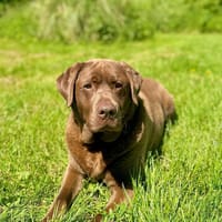 Stef, reutjes ter adoptie