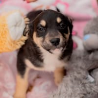 Zosia, suczka do adopcji