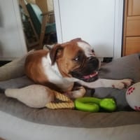 Buba, suczka do adopcji