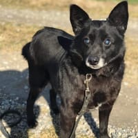 Wigor, pies do adopcji