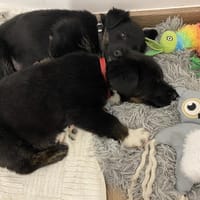 Mamba, suczka do adopcji