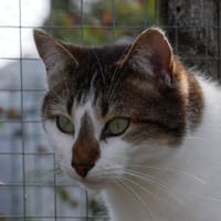 DANA, chatte à adopter